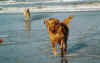 Ameland10.jpg (37810 Byte)