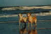Ameland11.jpg (35096 Byte)
