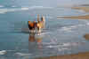 Ameland4.jpg (36389 Byte)