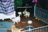 hier 10.jpg (253814 Byte)