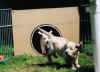 hier 5.jpg (212178 Byte)