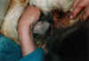 Geburt1.jpg (38328 Byte)