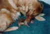 Lecken.jpg (44486 Byte)