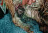 Steiss1.jpg (42333 Byte)