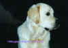 Barney.jpg (28090 Byte)