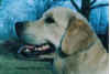 Murry.jpg (58310 Byte)