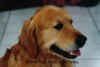 Tuck.jpg (180666 Byte)